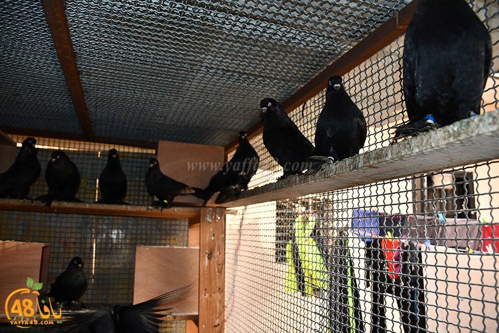 zohdi 3ashoor (78).jpeg